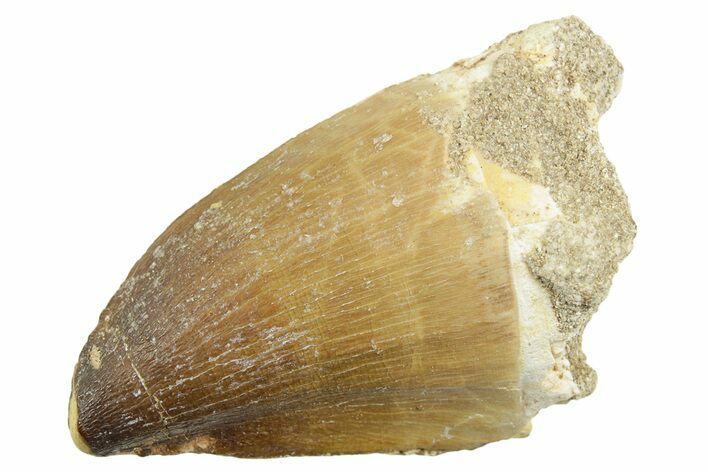 Fossil Mosasaur (Thalassotitan) Tooth - Morocco #364046